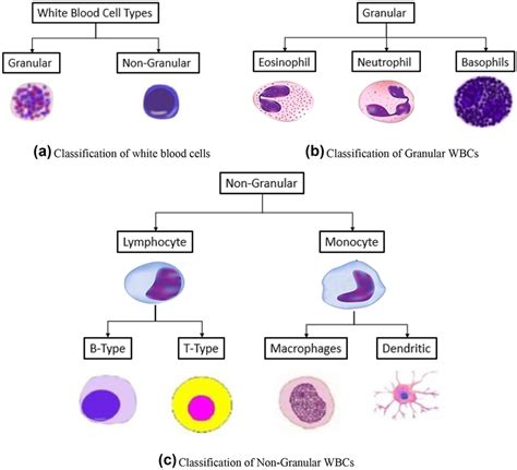 Wbc Zeydanspriyadi