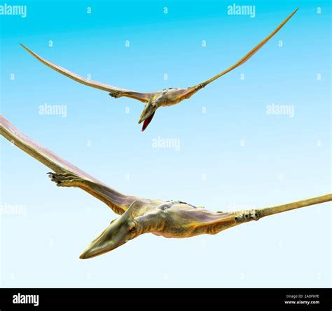 Pterosaurs Flying Computer Artwork Pterosaurs Also Known As