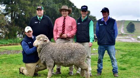 The Top 10 Merino Ram Wool Studs In Australia In 2022 Daily Liberal