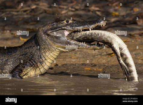 Spectacled Caiman, Crocodile Caiman, yacare caimans Crocodile Caiman ...