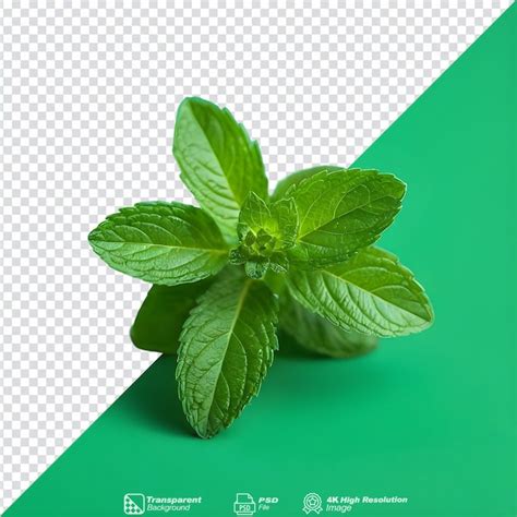 Premium PSD Mint In Green On Transparent Background Isolated