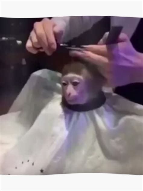 Monkey Getting A Haircut Meme - Best Haircut 2020