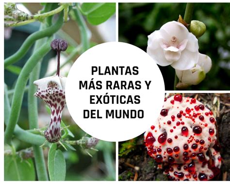 mental Terminología apretado cuales son las plantas mas raras del mundo