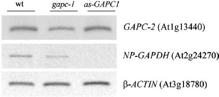 analysis  gapc   np gapdh transcripts  rt pcr steady state