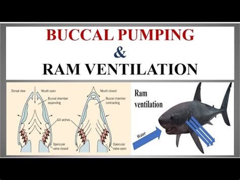 Difference Between Buccal Pumping Ram Ventilation YouTube