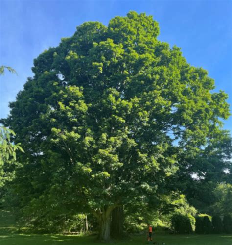 A Sugar Maple In Honour Of Greta And Sam Van Der Zwan