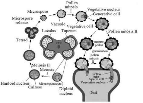 Microsporangia And Microsporogenesis