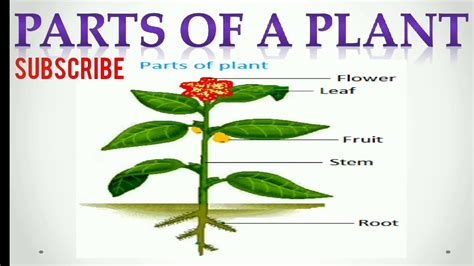 Parts Of A Plant Evs Class2 Plants Parts And Their Functions Youtube