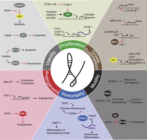 Long Noncoding RNAs In Cancer Pathways Cancer Cell