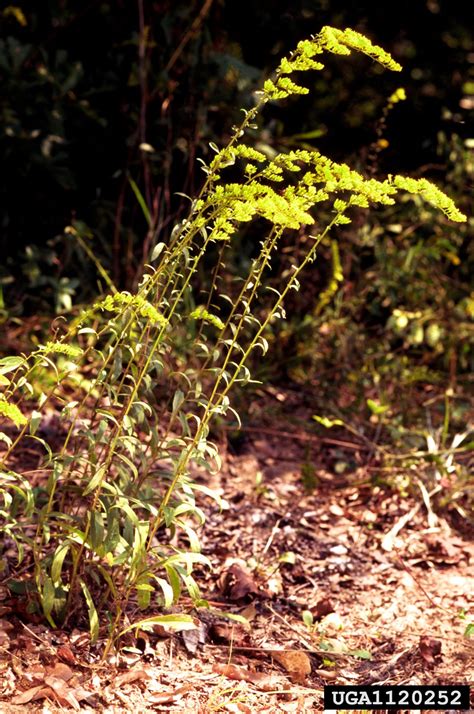 Gray Goldenrod Solidago Nemoralis