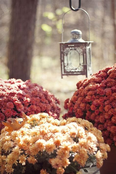 Yes These Colors Fall Mums For Weddings Mums And Lantern Fall