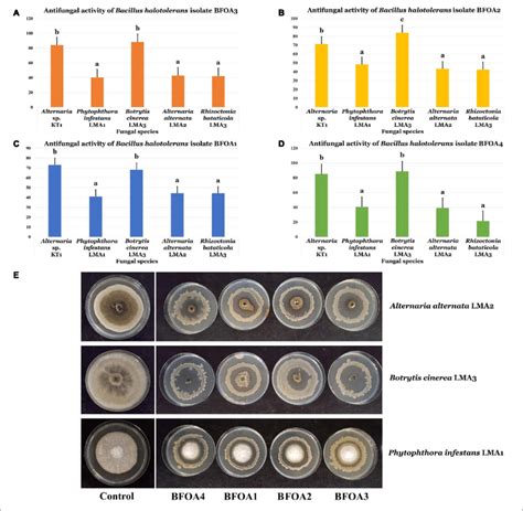 A D Antifungal Activity Of Four Bacterial Isolates Of Bacillus