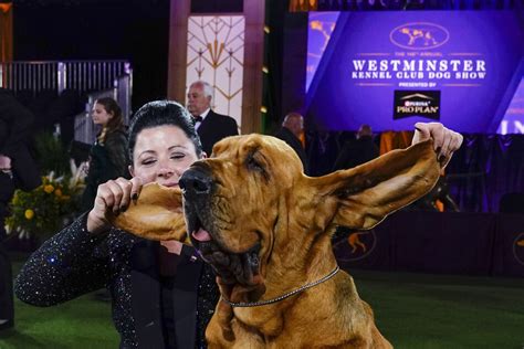 Schönster Hund der Welt in New York gekürt