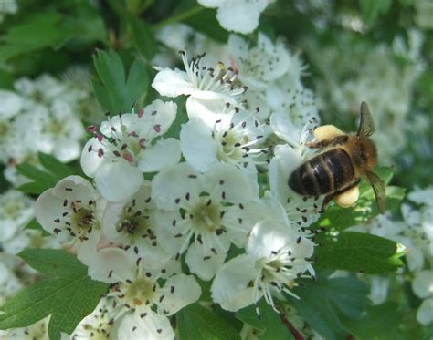 Hawthorn pollen | Native Queen Bees