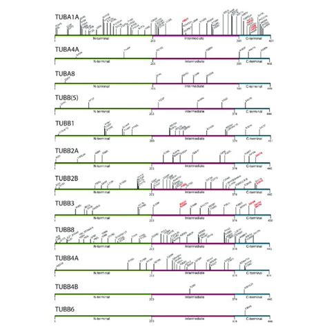 Mapping of pathogenic tubulin mutations across tubulin isotypes.... | Download Scientific Diagram