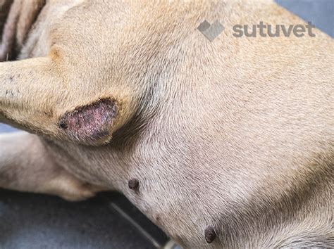 5 enfermedades dermatológicas más comunes en perros Veterinaria Derma