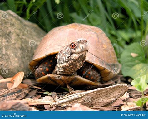 Male Box Turtle With Head Turned Stock Image Image Of Movable