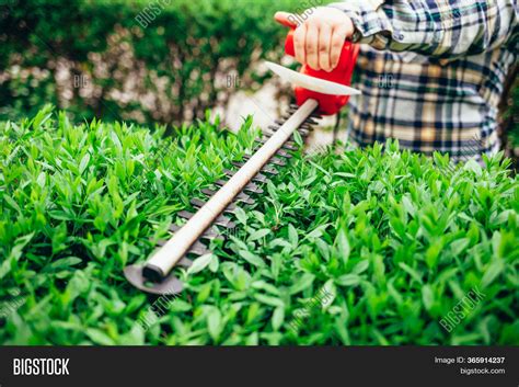 Cutting Shrub Electric Image & Photo (Free Trial) | Bigstock