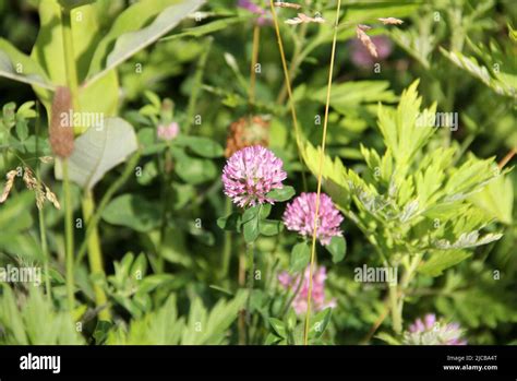 Red Clover Flower Scientific Name Trifolium Pratense Wild Flowers