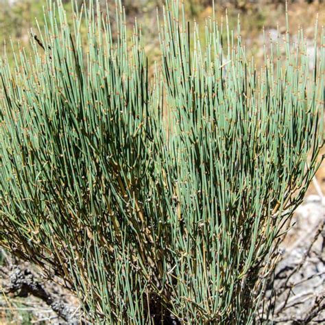 Ephedra
