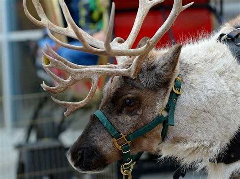 Santas Reindeer Greet Kids In Time For Christmas