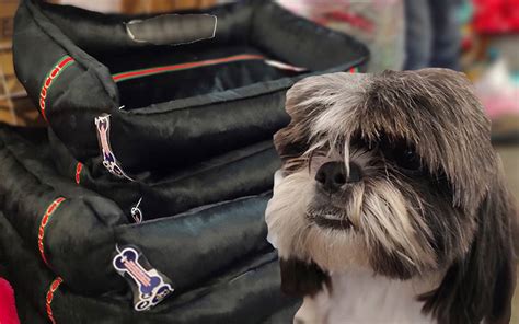 Congreso Internacional Veterinario de León OMG Perritos buchones El