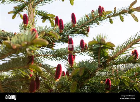 Jezo Spruce Ajangran Picea Jezoensis Stock Photo Alamy