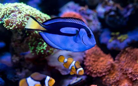 Blue Tang Paracanthurus Hepatus Ultimate Care Guide Fish Laboratory