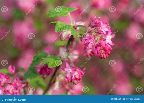 Red Flowering Currant Ribes Sanguineum Flowers Stock Photo Image Of