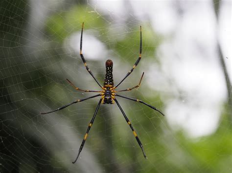 Giant Golden Orbweaver In June By S Dowell Inaturalist