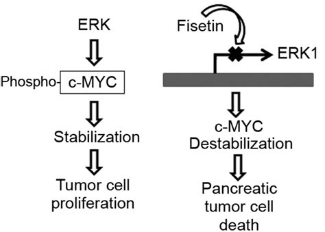 Figure Fisetin Enhances The Cytotoxicity Of Gemcitabine By Down