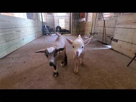 Ten Nigerian Dwarf Baby Goats Jumping For Joy Goats Know Your Meme