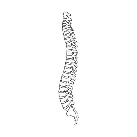 Spine Drawing Vertebrae