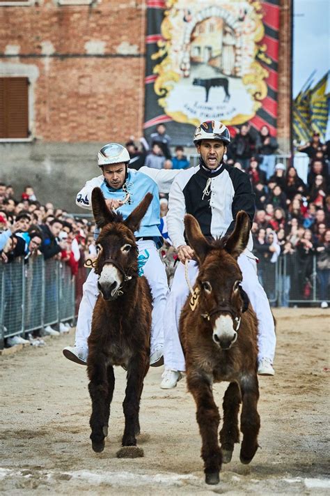 Palio Dei Somari 2024 Torrita Di Siena La Valdichiana