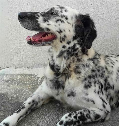 Golden Retriever Dalmatian Mix – Intelligence and Cuteness