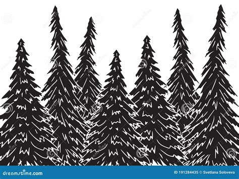 Black Spruce Picea Mariana Black Fir Sketch Cartoon Vector