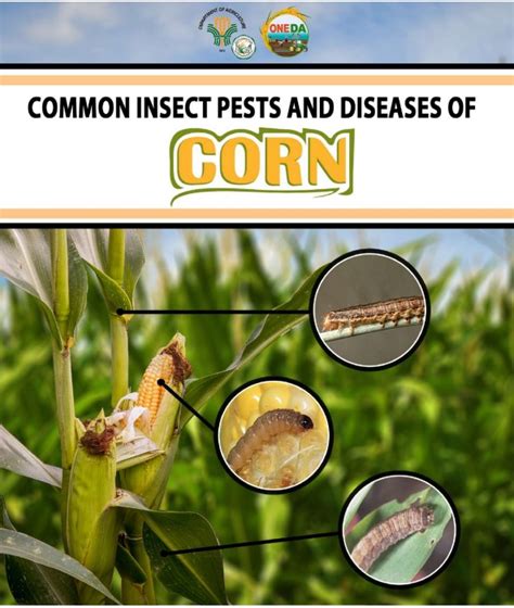 Common Insect Pest And Diseases Of Corn Department Of Agriculture