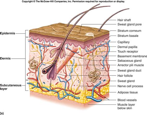 04 Integumentary System