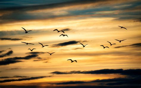 Vögel Vogelschwarm Sonnenuntergang Kostenloses Foto auf Pixabay Pixabay