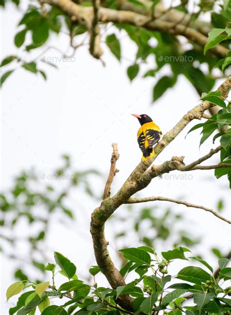 Black Hooded Oriole Oriolus Xanthornus Perch On A Banyan Tree Branch