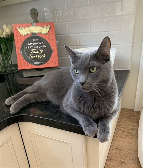 Leonard Rehome Cat Talbot Humane