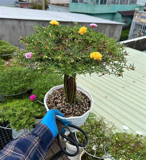 Độc đáo Bonsai Hoa Mười Giờ Có Giá Lên Tới Cả Triệu đồng