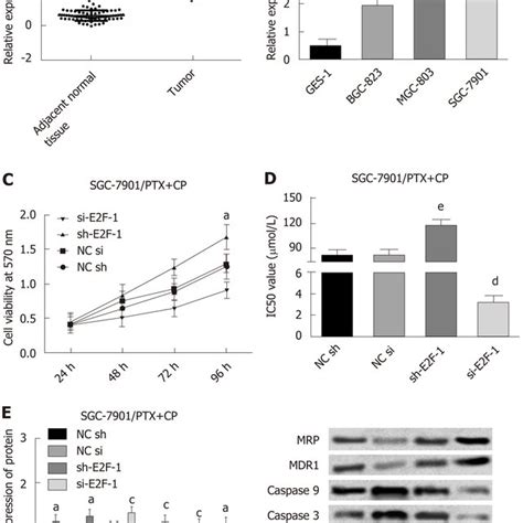 E2f Transcription Factor 1 Promotes The Proliferation And Inhibits The