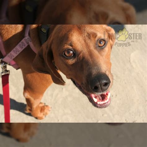 Redbone Coonhound Puppies for Sale | Lancaster Puppies