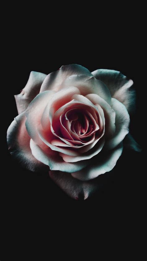 Dark Roses Aesthetic Wallpapers On Wallpaperdog