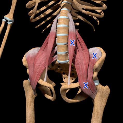 Psoas Major Muscle Origin And Insertion