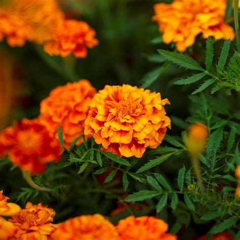 French Marigold Seeds Fiesta Flower Seeds In Packets And Bulk Eden Brothers