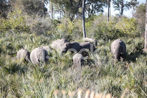 Herd Of Wild Elephants Stock Photo – Royalty-Free Images | FreeImages