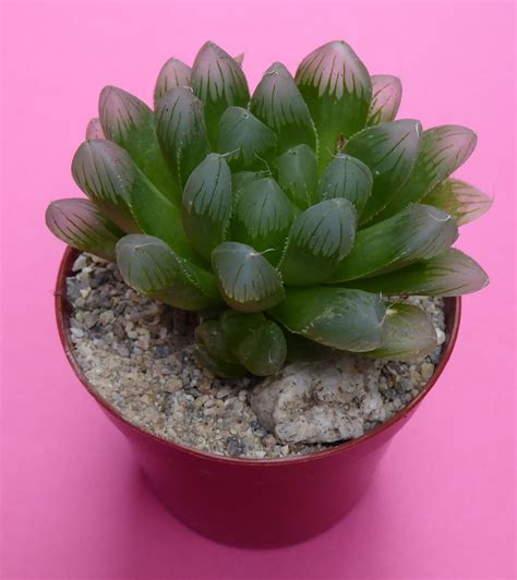 Haworthia cooperi var. pilifera in 7 cm pot | Succulents, Plants, Cactus