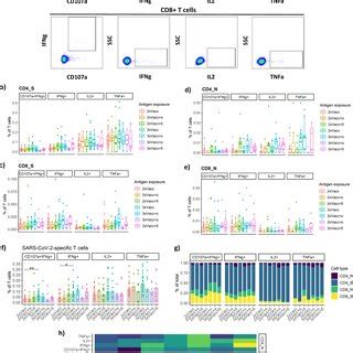 Sars Cov Specific T Cell Response To Different Antigen Exposure